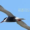 One Whiskered Tern at Esplanade in Cairns with waders (7 Whiskered on the day before)<br />Canon EOS 7D + EF300 F2.8L III + EF1.4xII